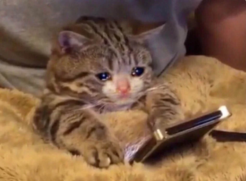 Sad Cat Needs Your Support